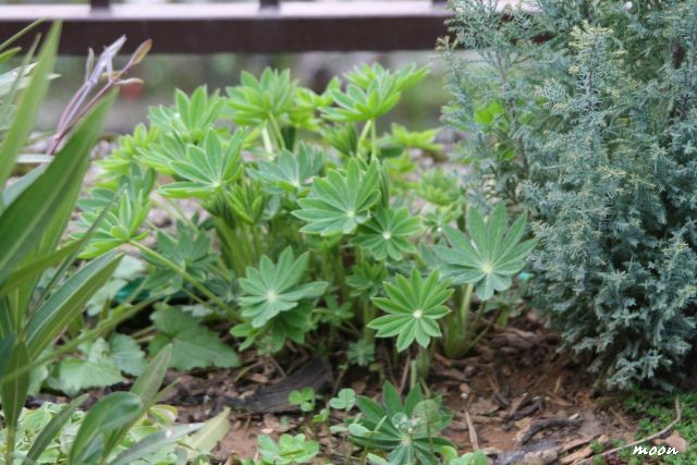 lupinus